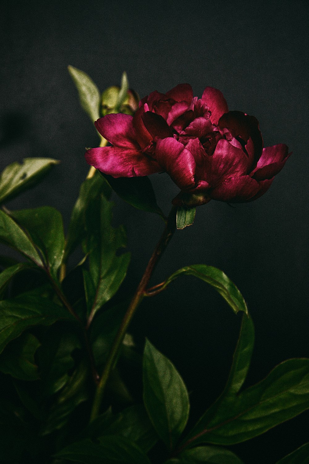 red rose in bloom close up photo