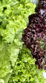 purple and green vegetable plant