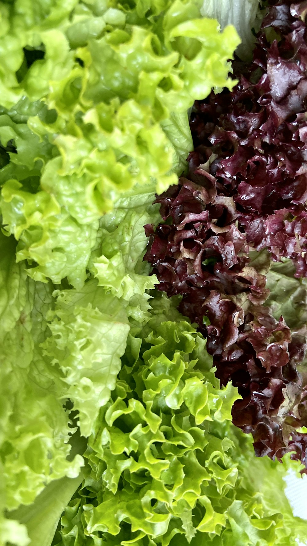 purple and green vegetable plant