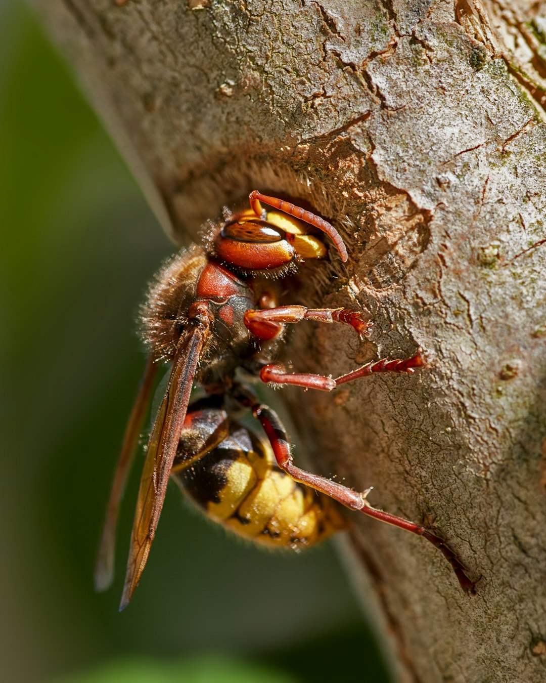 yellow and black bee on brown wood