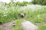 A young pig stands on a grassy path surrounded by lush greenery and white wildflowers. The scene is set in a verdant field with a backdrop of dense trees.