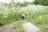 A young pig stands on a grassy path surrounded by lush greenery and white wildflowers. The scene is set in a verdant field with a backdrop of dense trees.