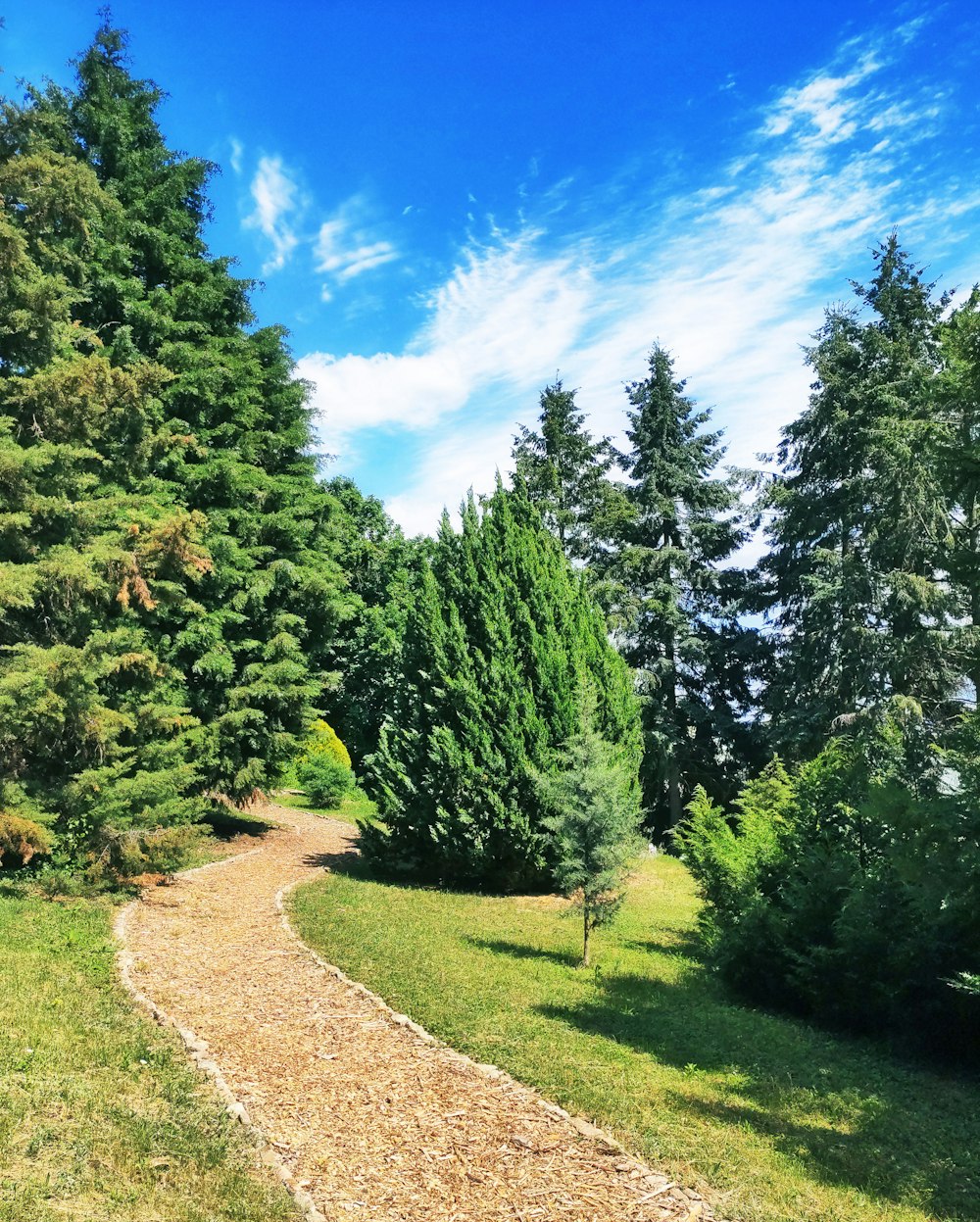 green trees under blue sky during daytime