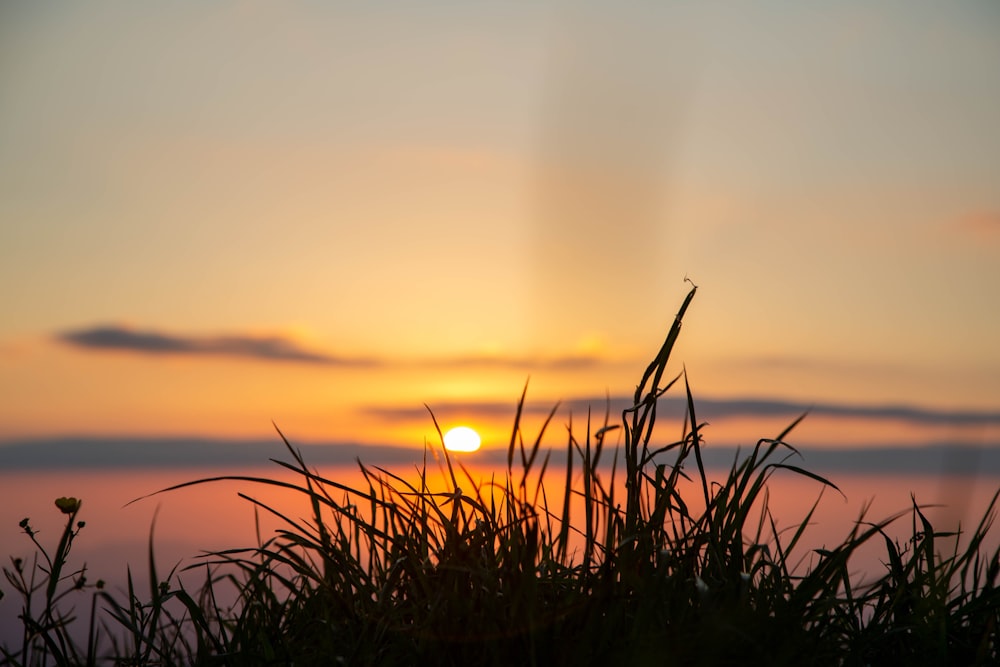 green grass during golden hour