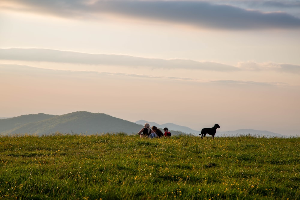 black and white horses on green grass field during daytime