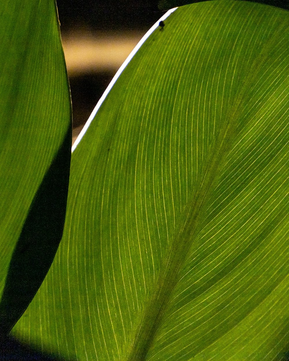 green leaf in close up photography