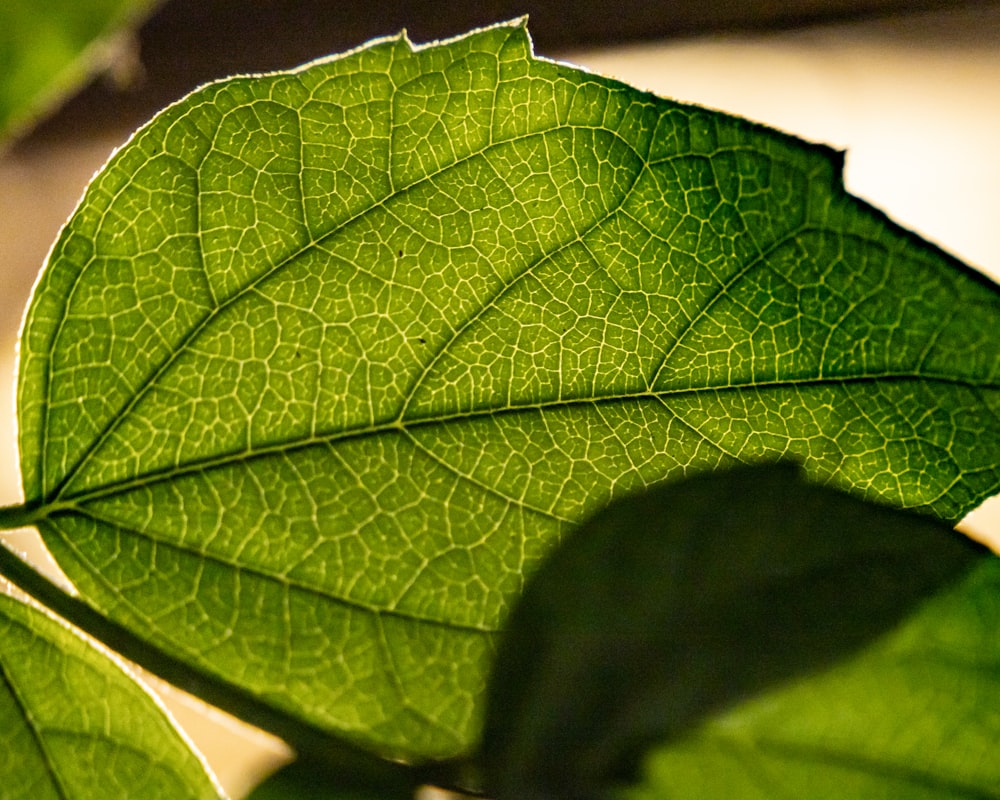 green leaf in close up photography