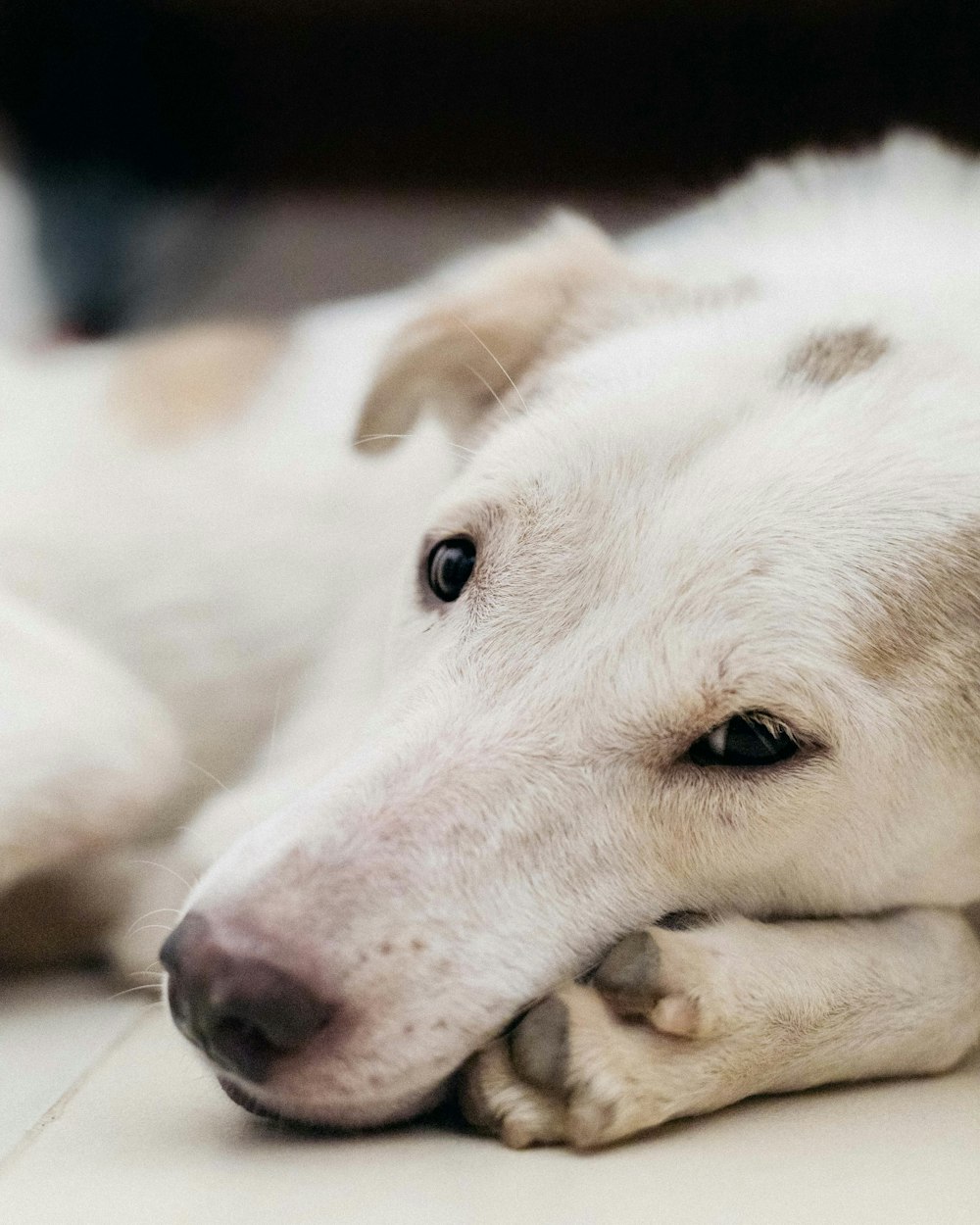 white and brown short coated dog lying on brown textile