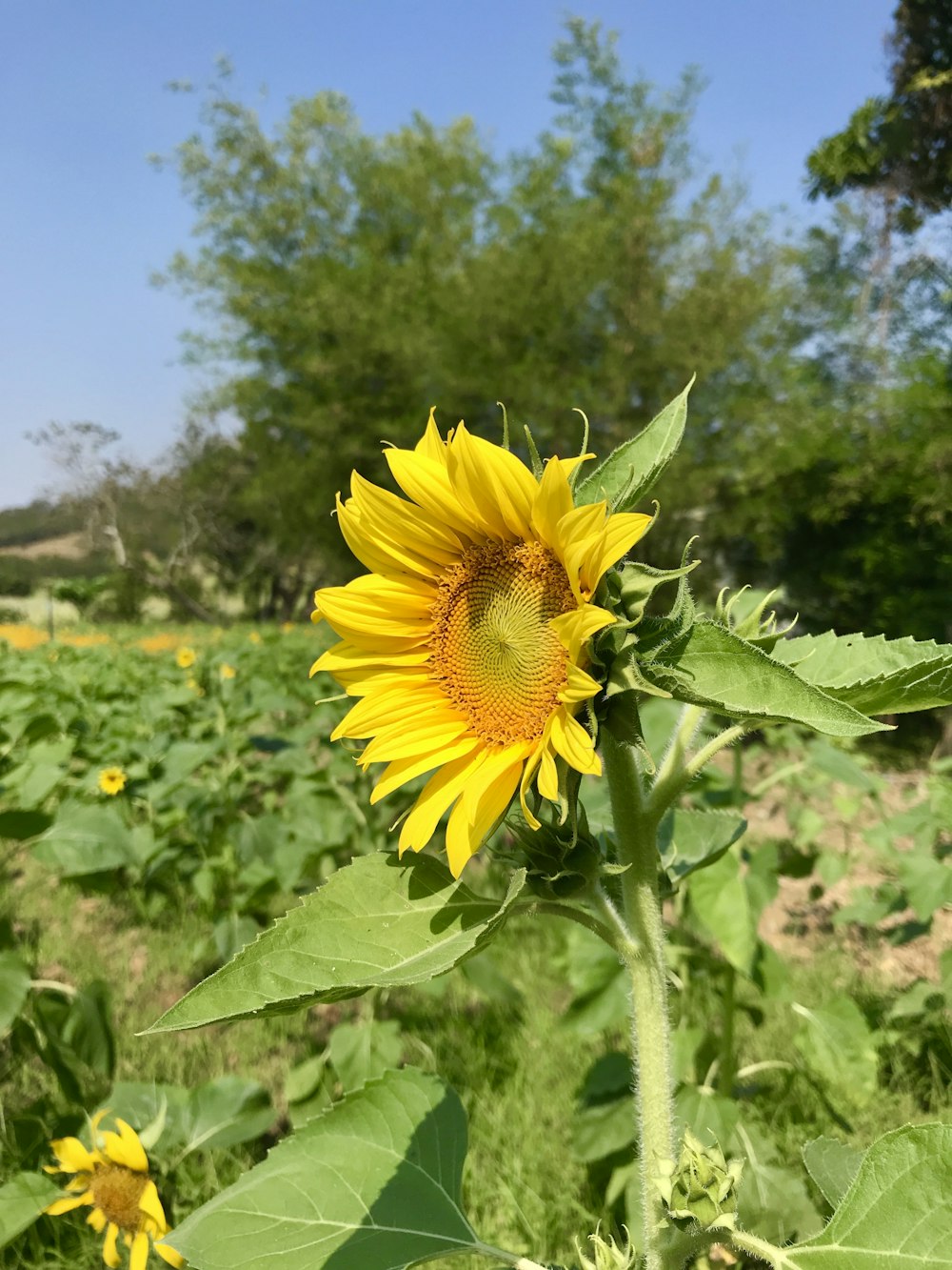 yellow sunflower in bloom during daytime