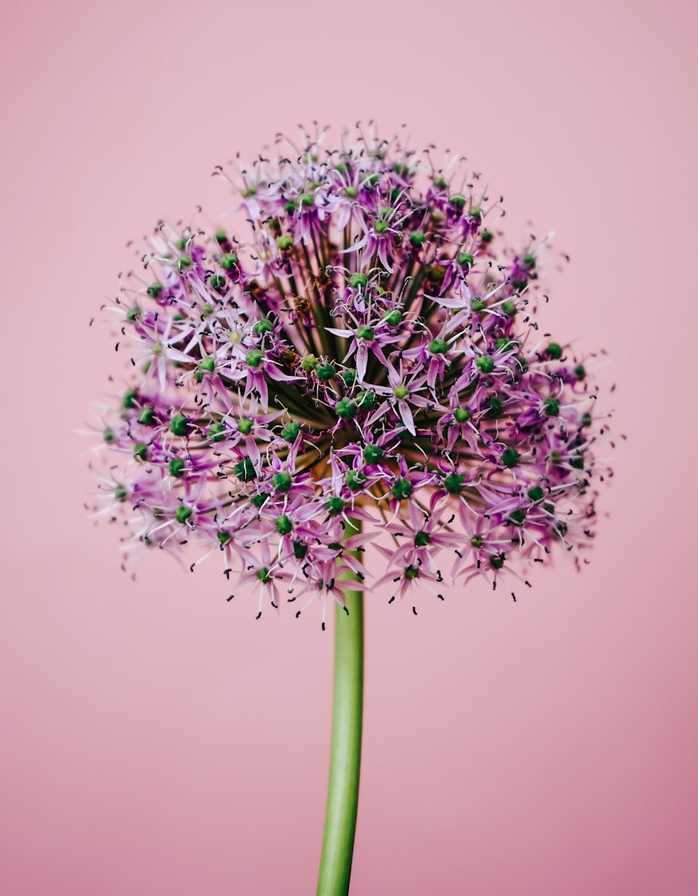 purple flower in close up photography