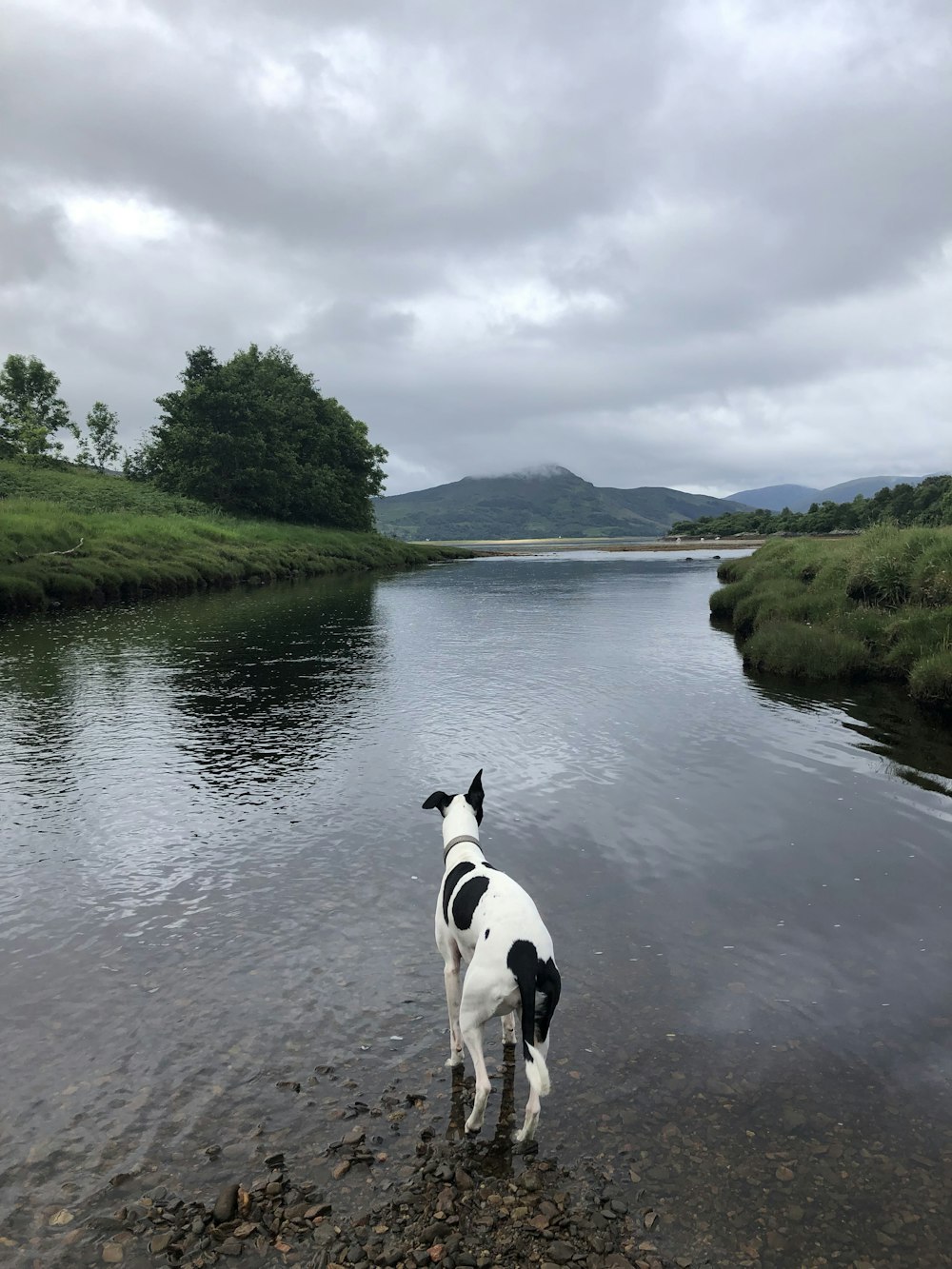 white and black short coated dog on river during daytime