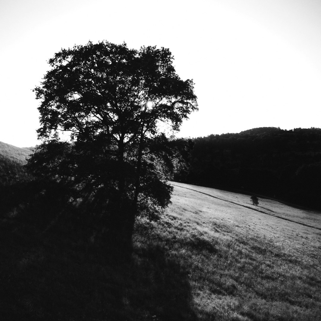 grayscale photo of tree on snow covered ground