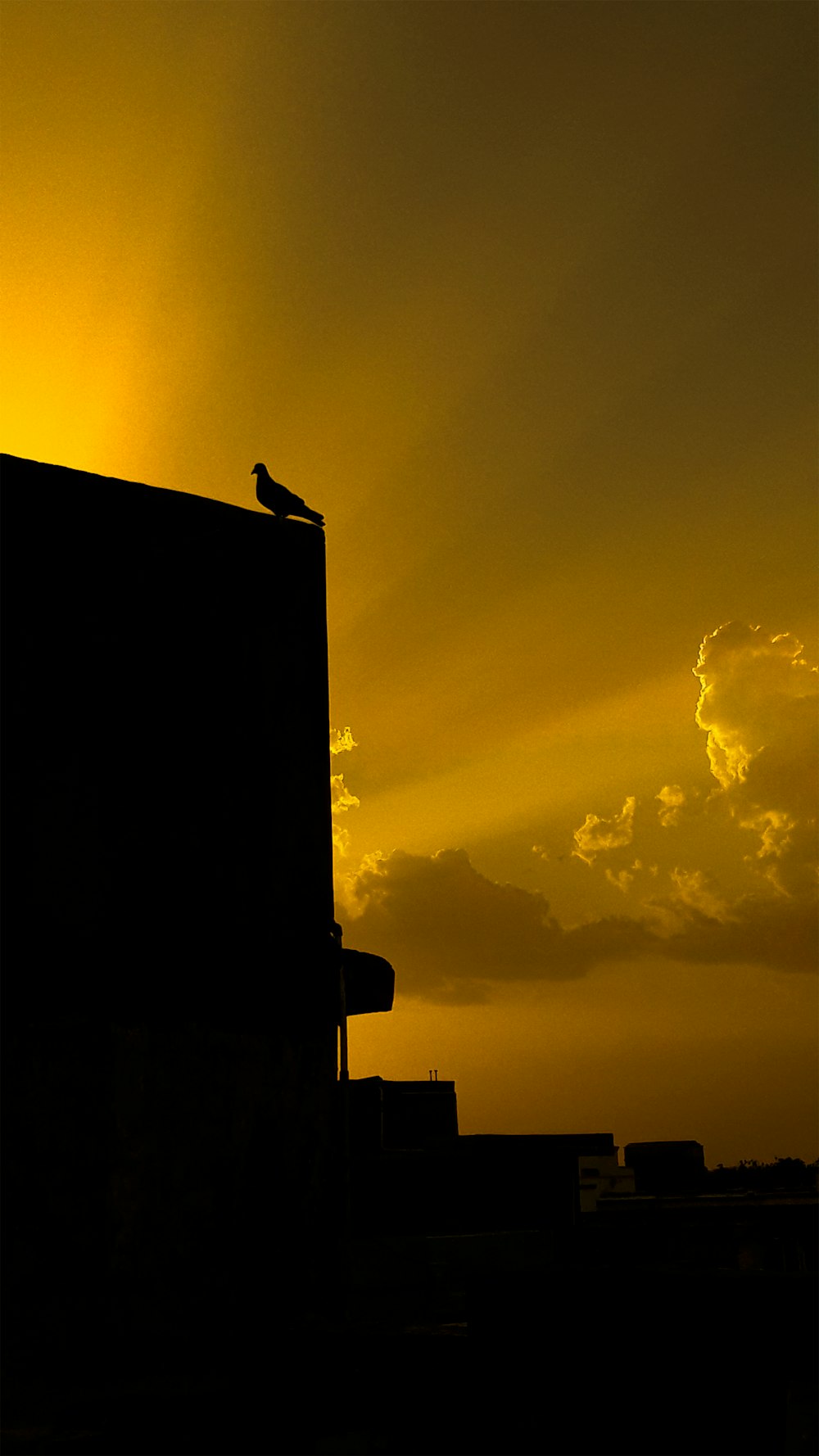 Silueta del pájaro en la parte superior del edificio durante la puesta del sol