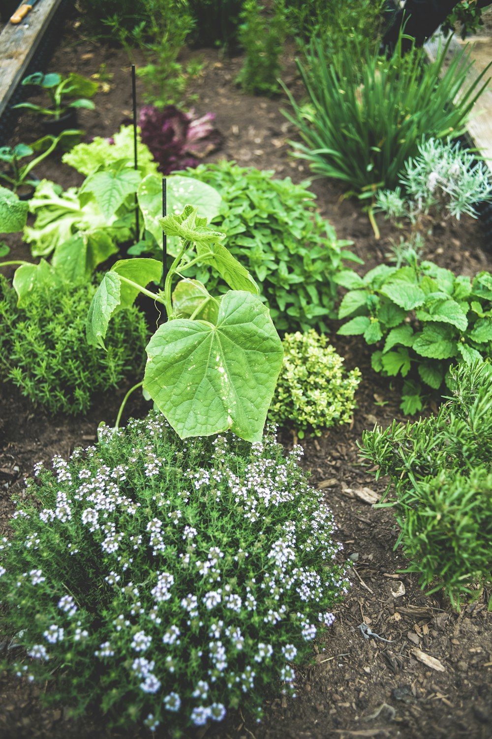 Planting Vegetables and flowers together looks nice and can be beneficial to both!