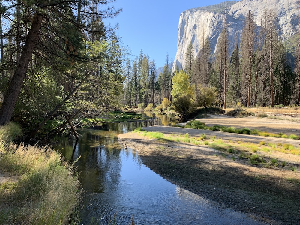 green trees beside river under blue sky during daytime