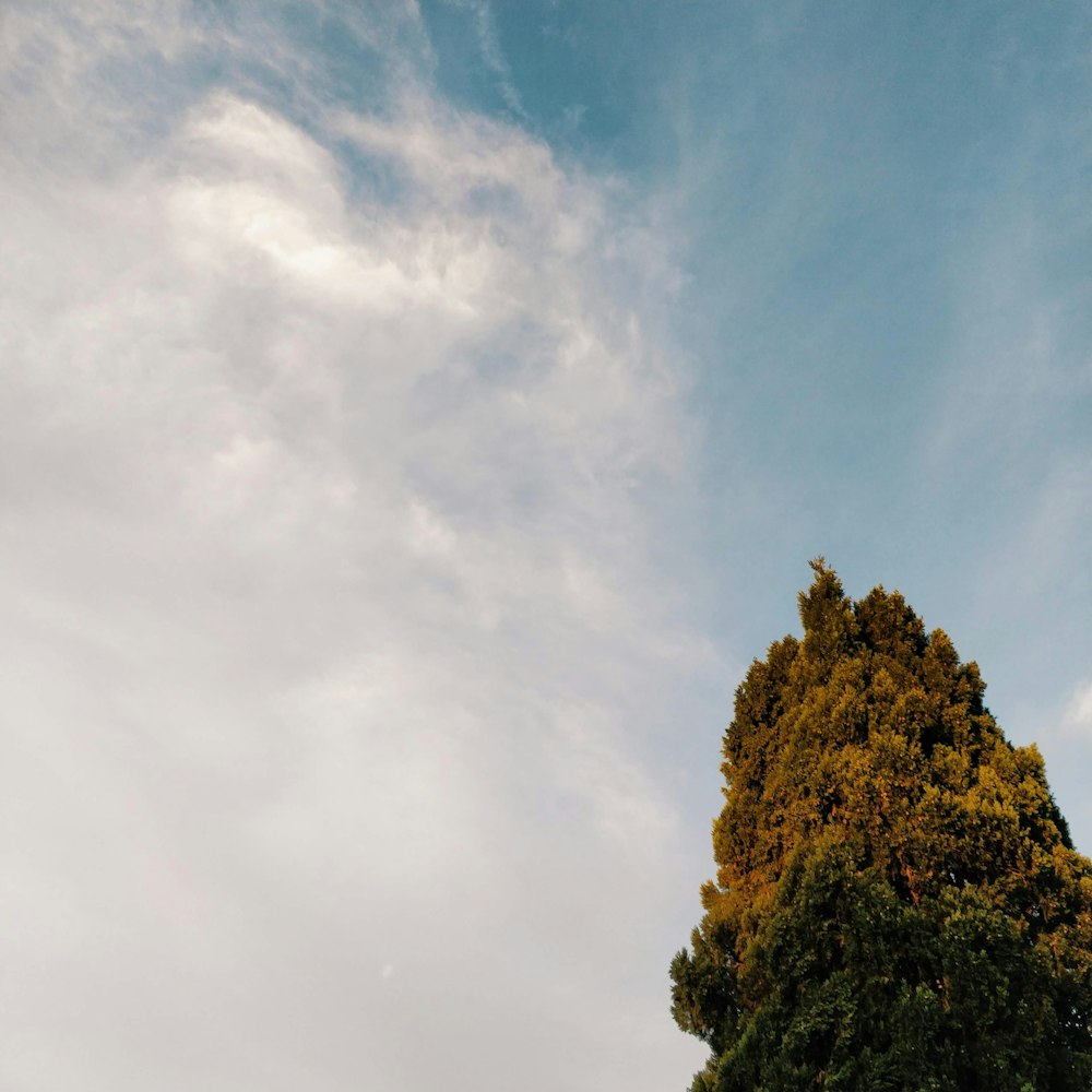 green trees under blue sky during daytime