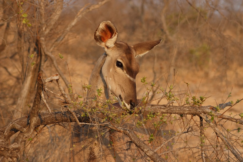 brown deer on brown grass during daytime