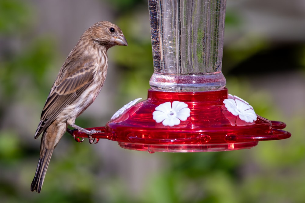 brown bird on red and clear glass container