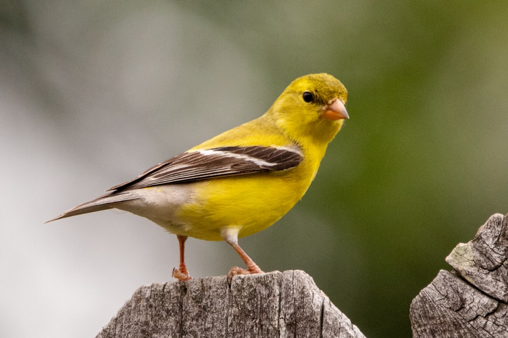 pássaro amarelo e preto no poste de madeira marrom