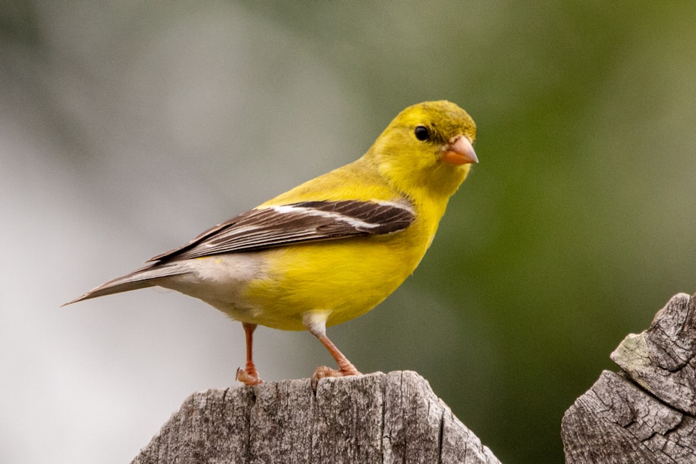 yellow and black bird on brown wooden post