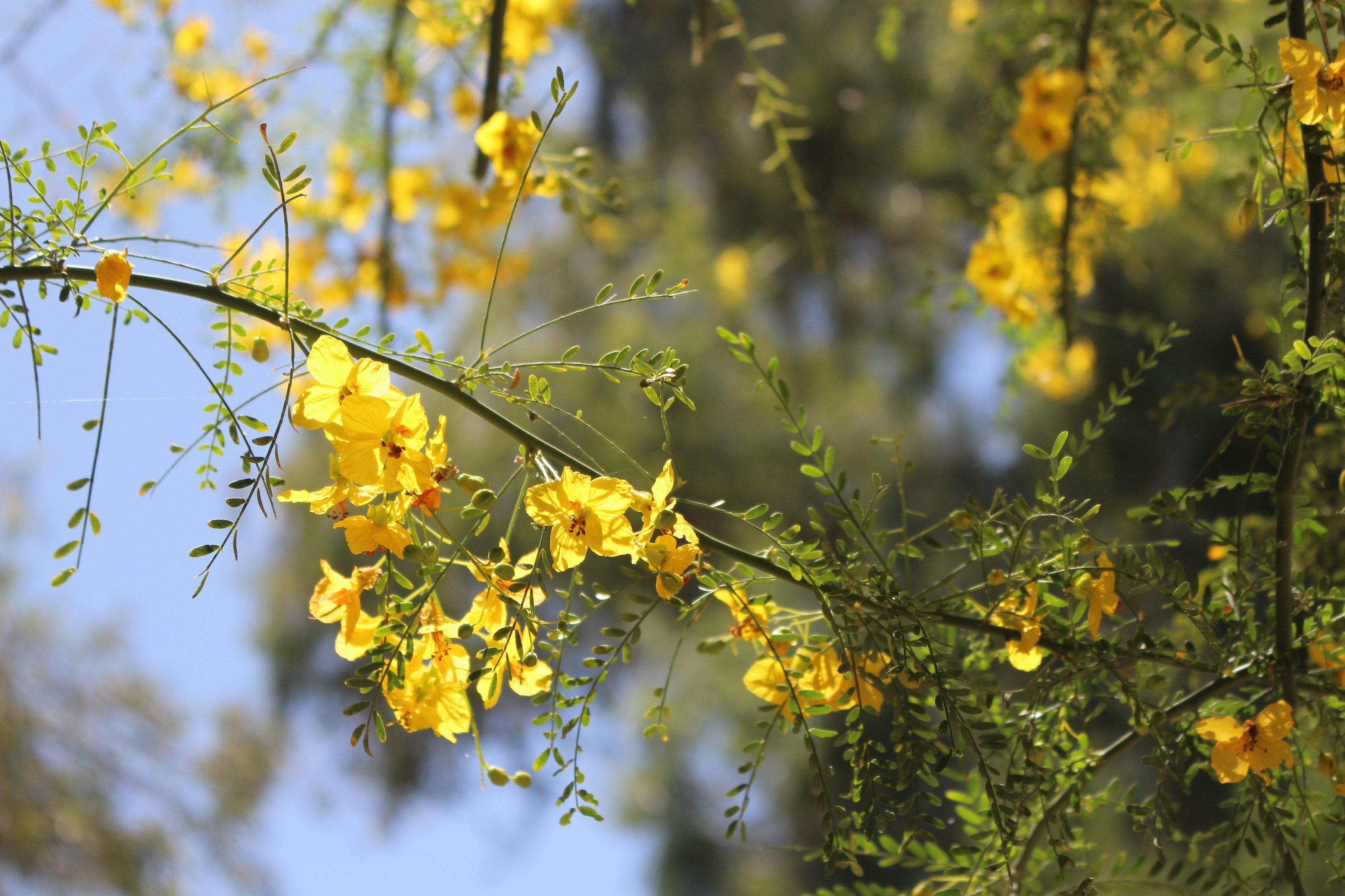 Gelbe Blumen in der Tilt-Shift-Linse