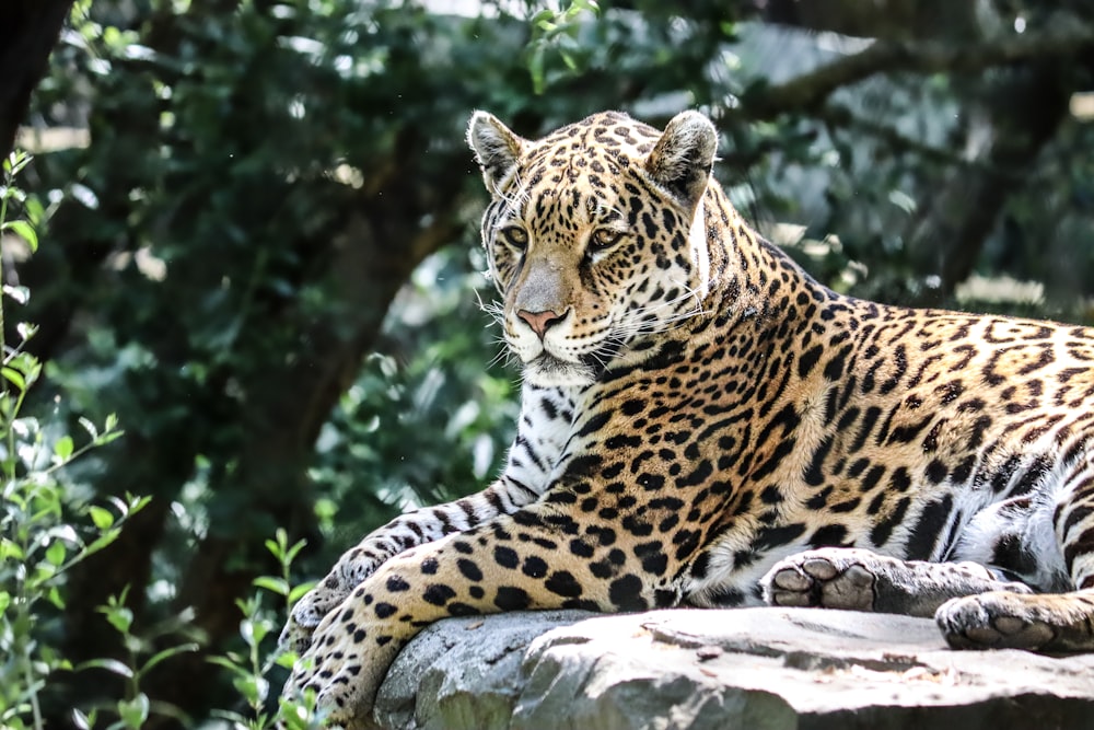 brown and black leopard lying on gray rock