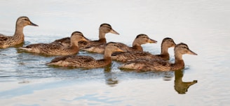 two brown and black duck on water