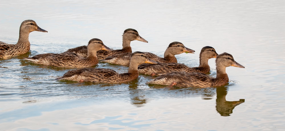 two brown and black duck on water