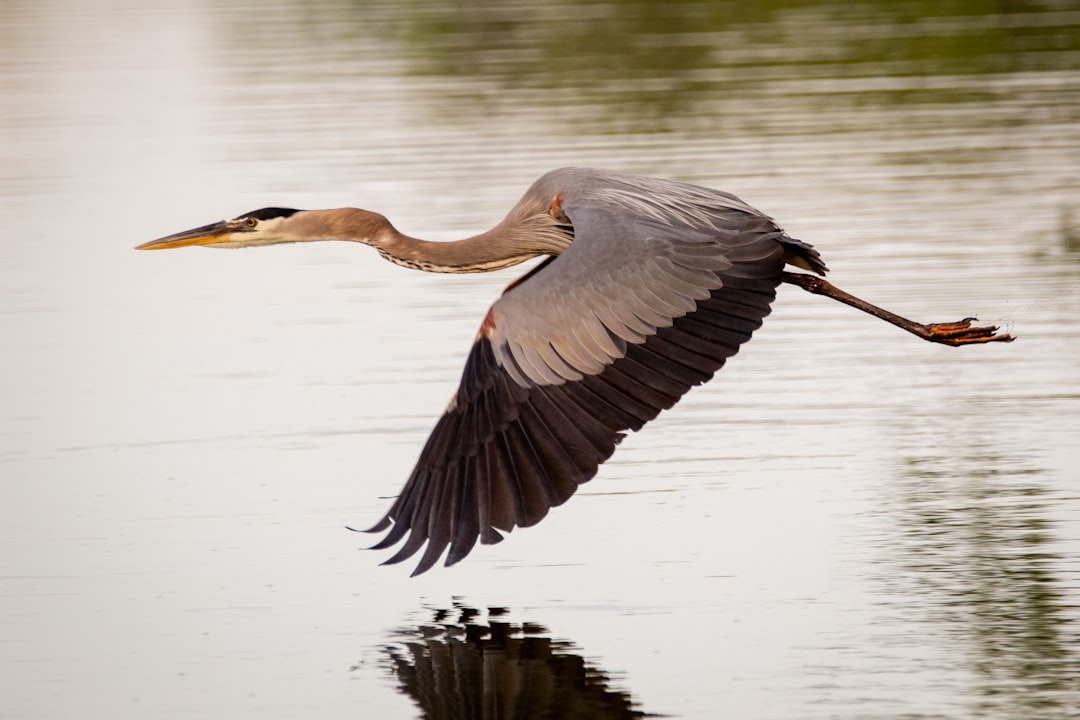  grey heron flying over the lake during daytime stork