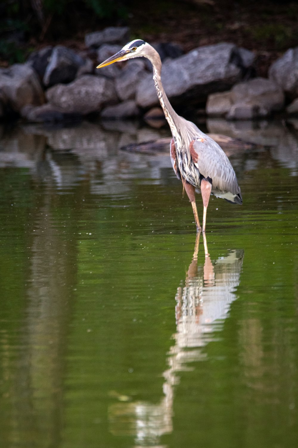 grey heron on water during daytime