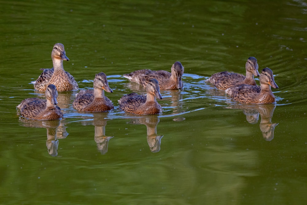 brown duck on water during daytime