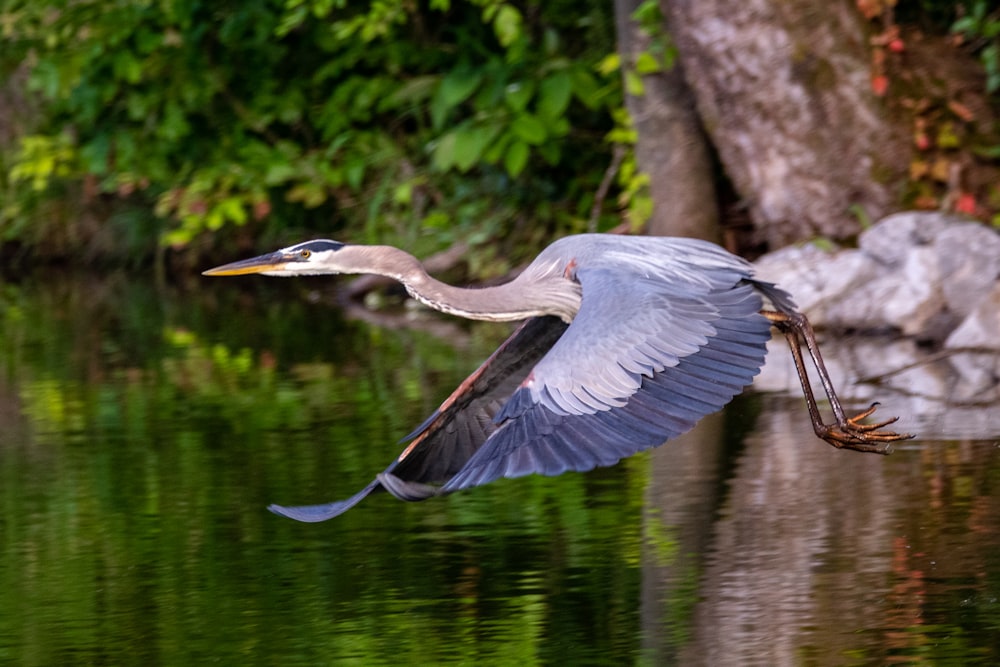 Grauer und weißer Vogel am Ast