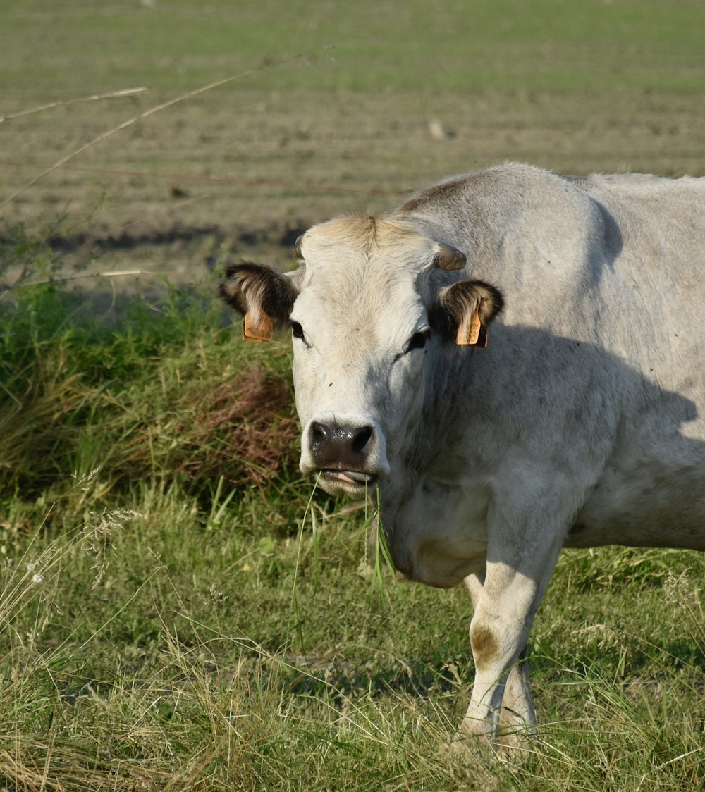 white cow on green grass field during daytime