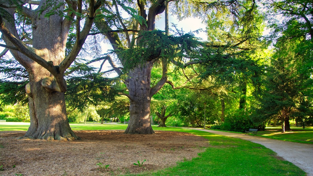 green grass field with trees