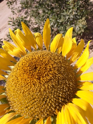 A close-up of sun rays touching a vibrant flower in full bloom.