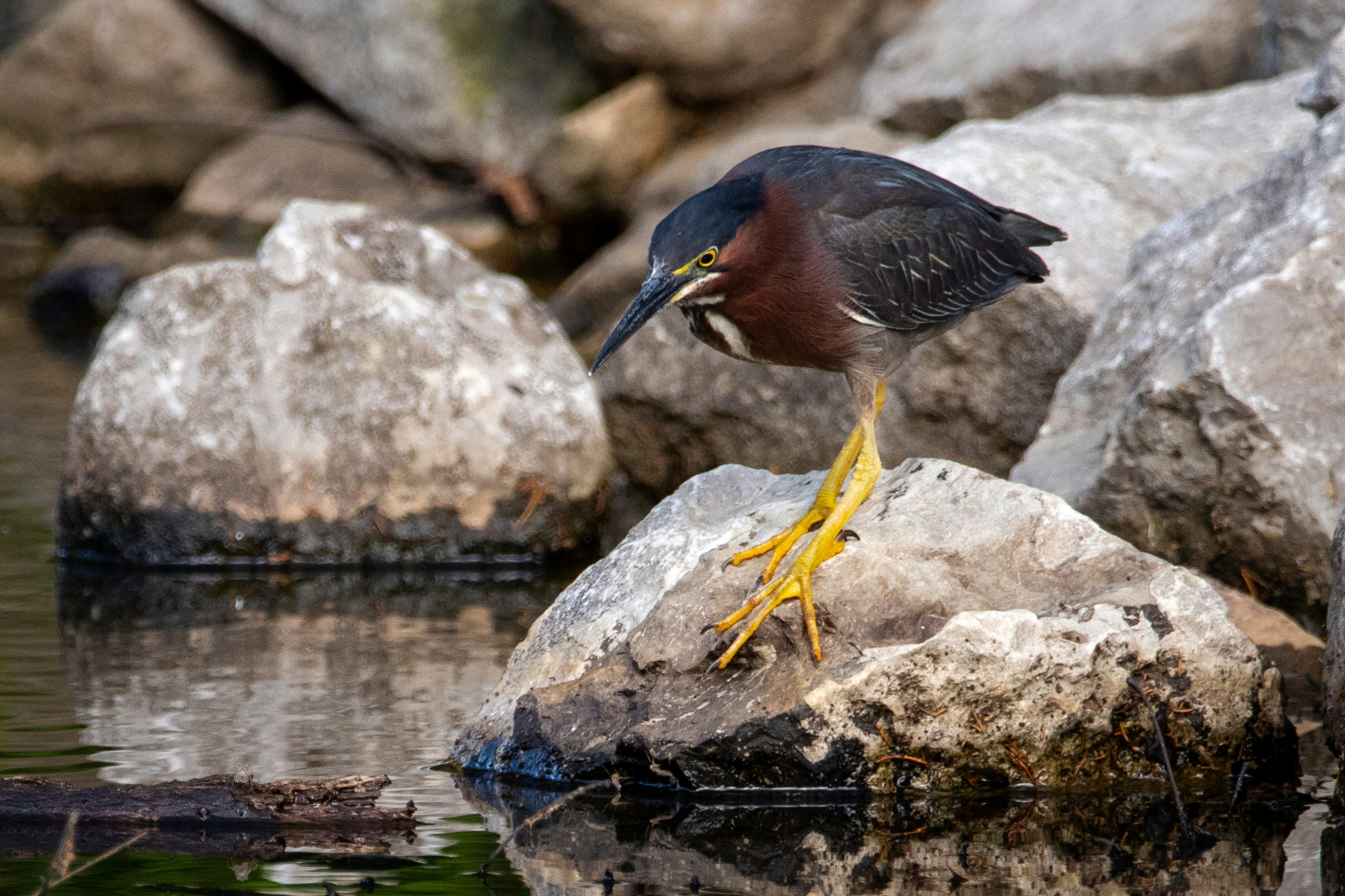 black and brown bird on gray rock