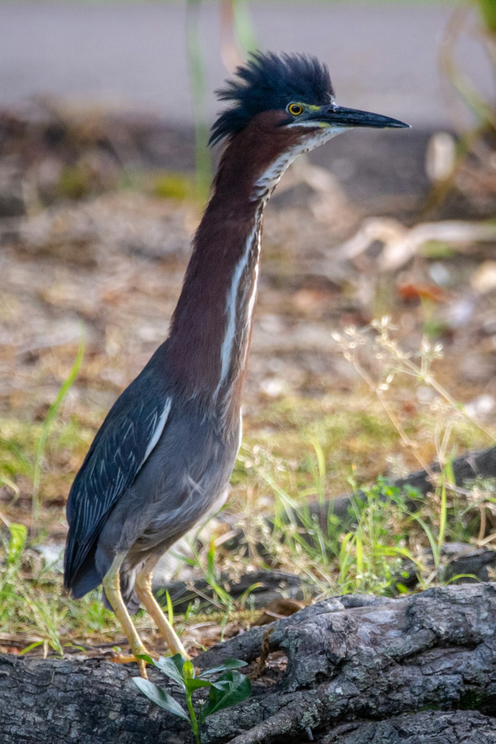 brown and black bird on green grass during daytime