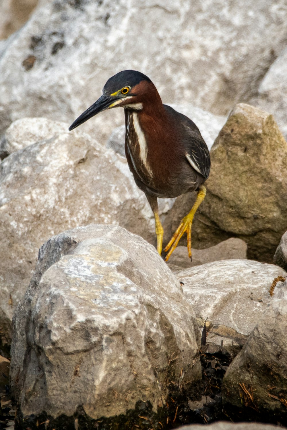 pájaro marrón y negro sobre roca gris