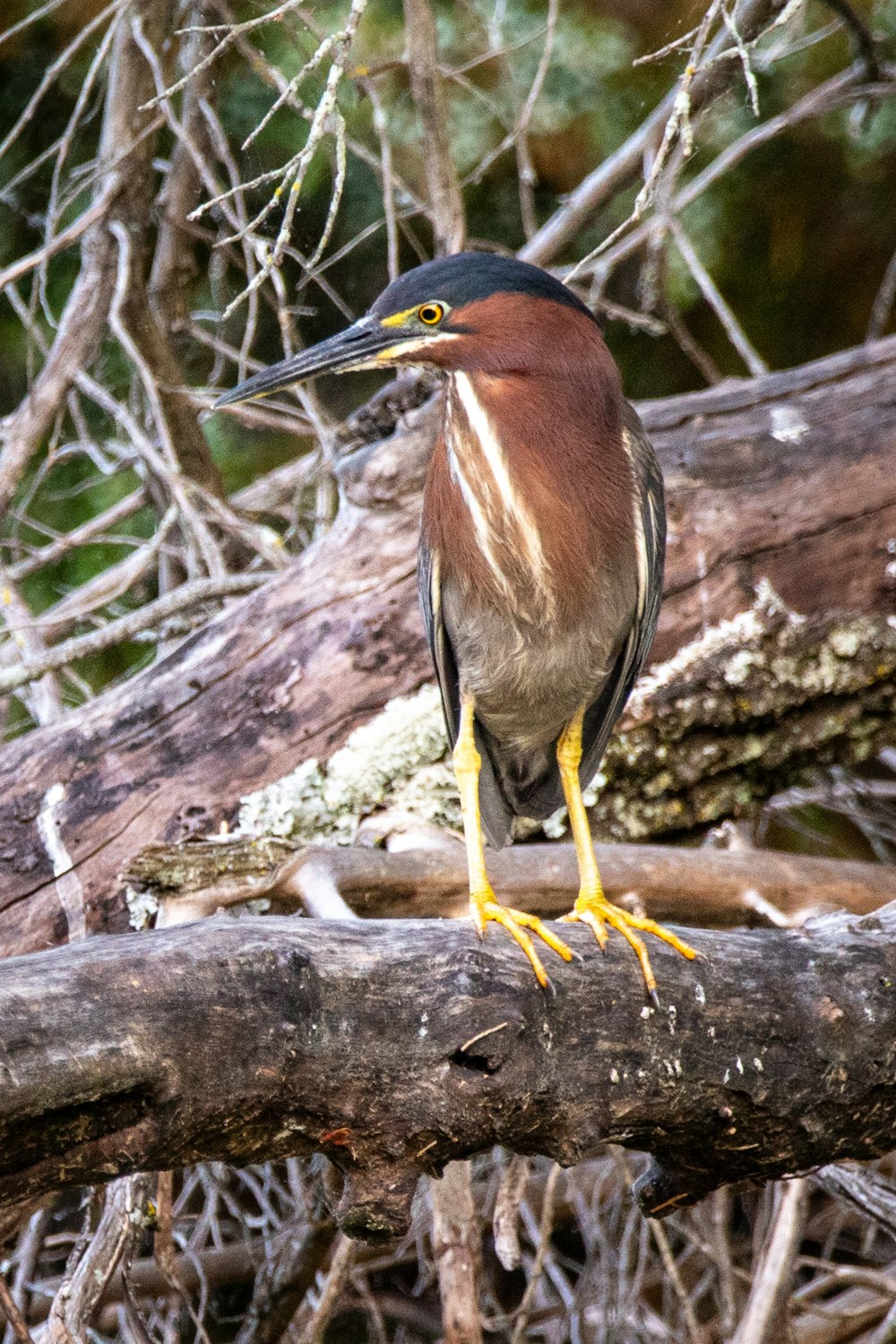 brown and black bird on brown tree branch during daytime