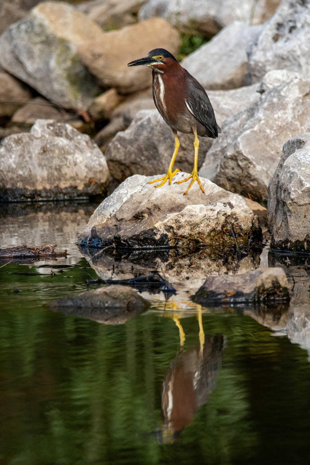 brown and white bird on gray rock