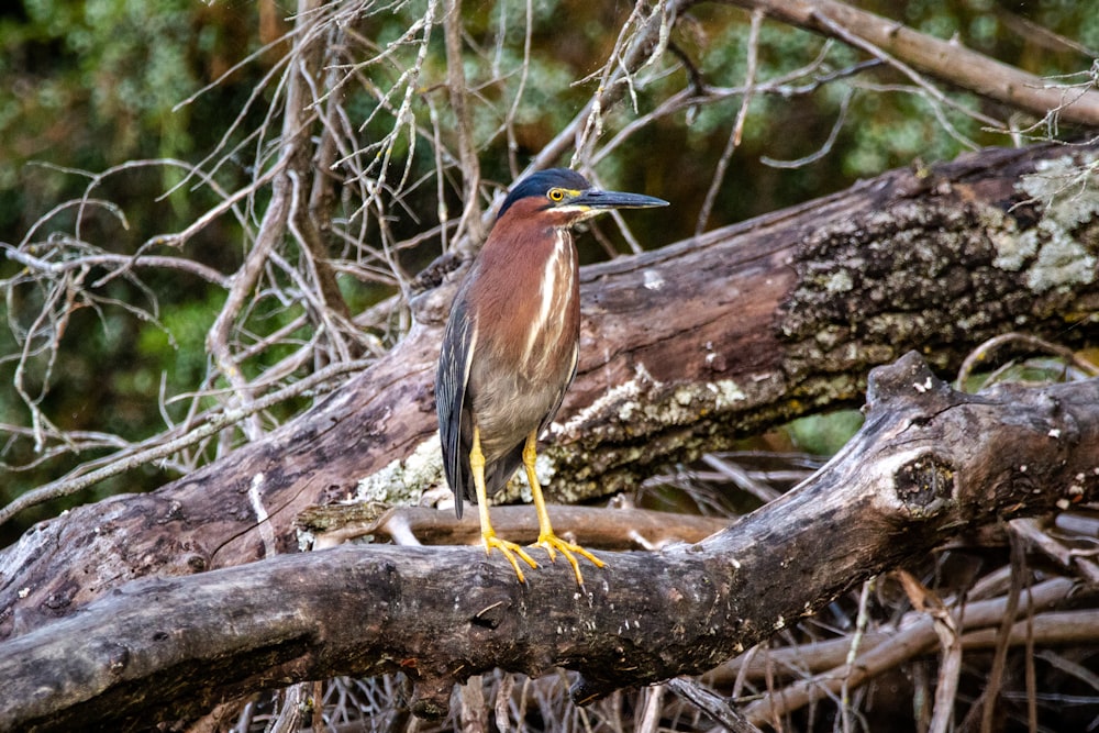 brown and black bird on brown tree branch during daytime