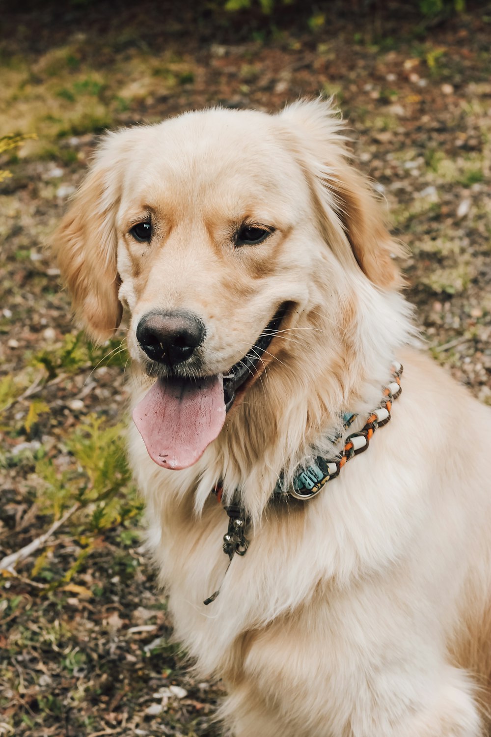 golden retriever with tongue out