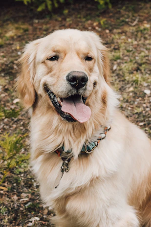 A happy golden retriever wearing a navy blue collar sitting outdoors on green grass.
