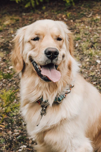 A happy golden retriever wearing a navy blue collar sitting outdoors on green grass.