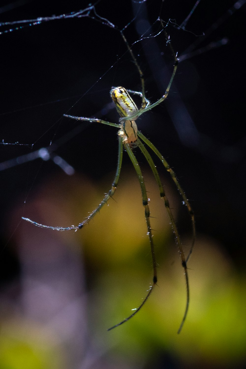 brown and black spider on web in close up photography during daytime