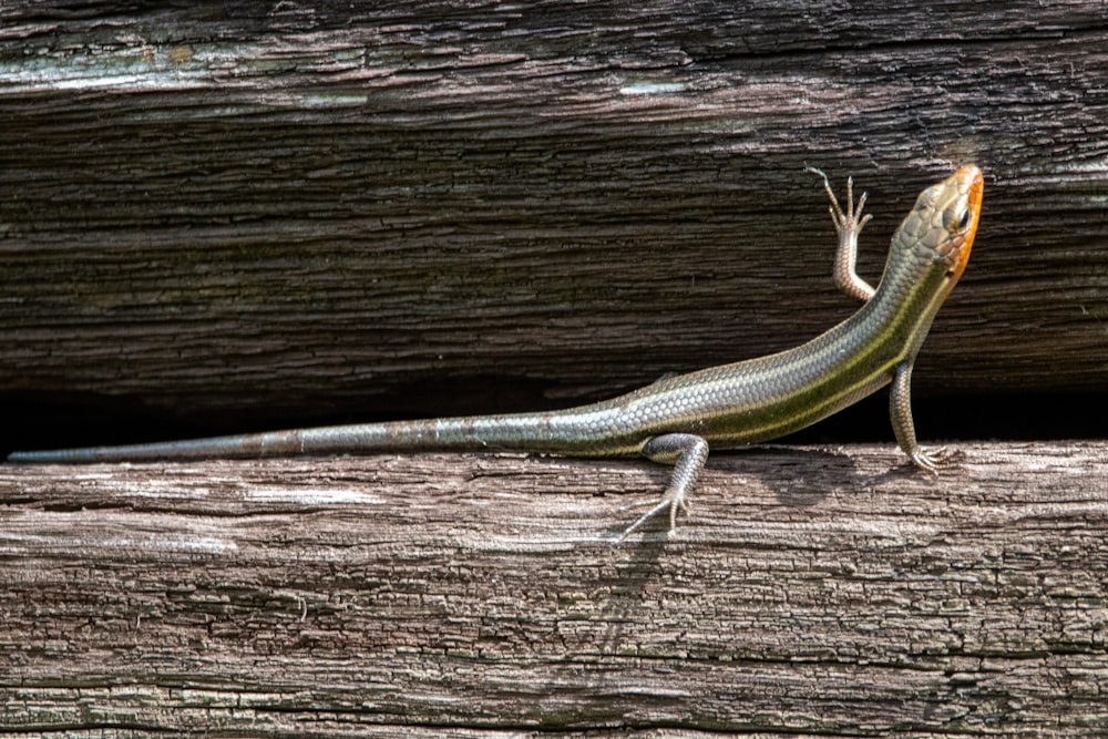 green and white lizard on brown wooden surface