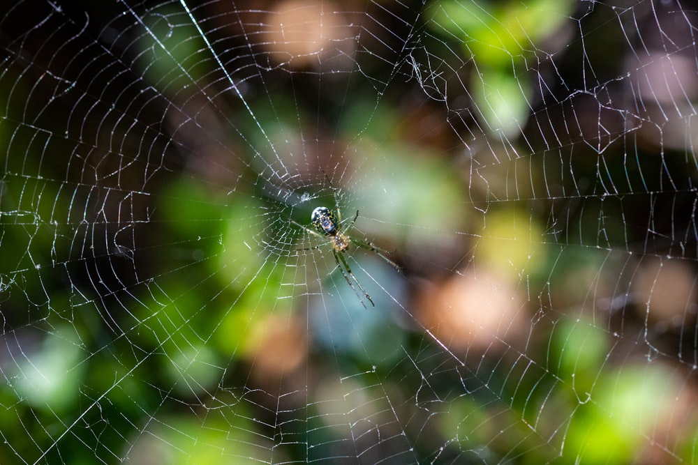spider on web in close up photography during daytime