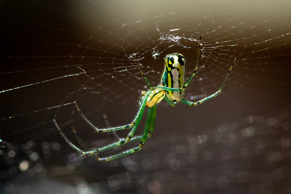 The image shows a close-up view of a green and yellow spider with white spots on its back, captured in mid-stride while walking across a web. The spider's legs are spread out behind it, creating a sense of motion within the stillness of the scene. The web is intricately woven from silk, displaying the spider's impressive craftsmanship as it navigates through the strands.