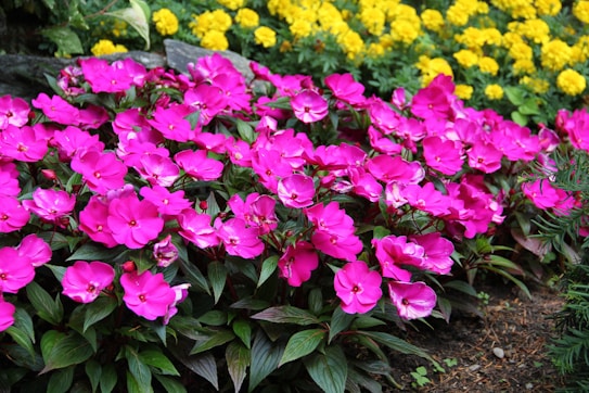 A vibrant garden scene featuring an abundance of blooming flowers. The foreground displays a dense cluster of bright pink flowers with lush green leaves, while the background is adorned with a row of vivid yellow flowers, creating a striking color contrast.