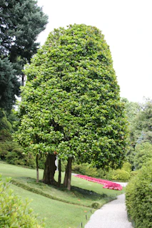 A lush garden representing environmental care and growth.